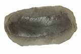 Macroneuropteris Fern Fossil Pos/Neg - Mazon Creek #270181-2